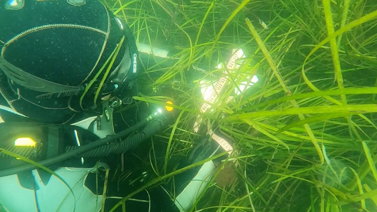 COLSA研究员Grant Milne在水下测量了大叶藻海床的高度
