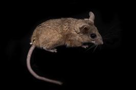 A cactus mice used in the study with a black background.
